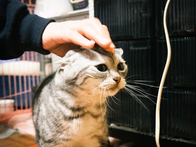 アメリカンショートヘア　かわいそう