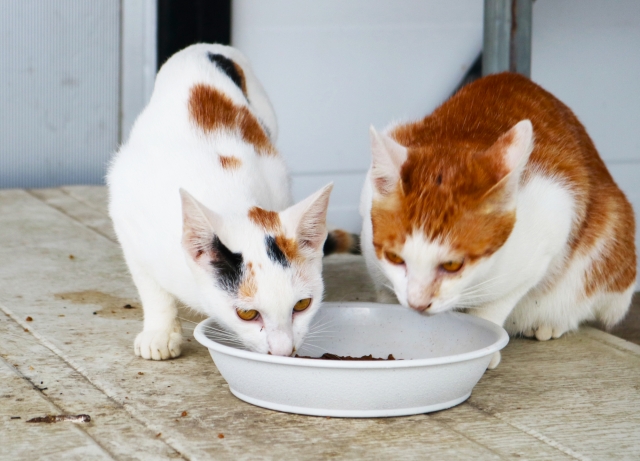 エナジーチュール　老猫