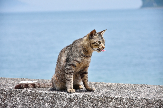 猫島　猫　持ち帰り