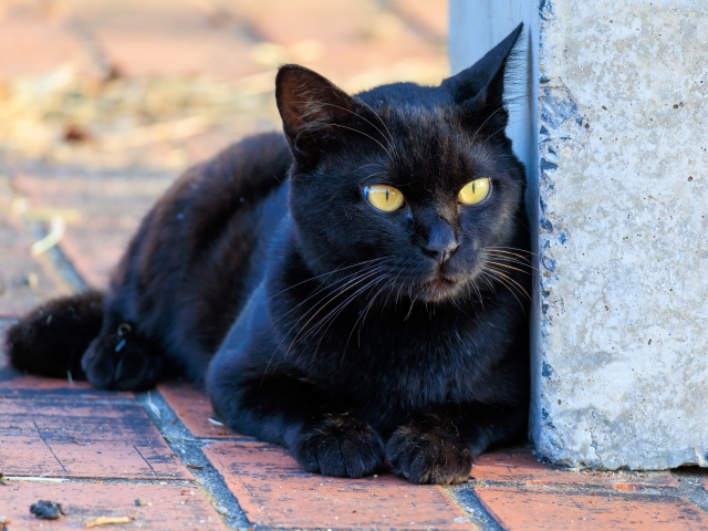 黒猫　オス　珍しい