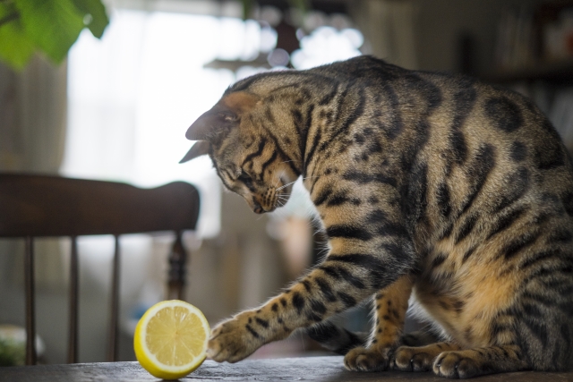 猫 しつけ スプレー 作り方 レモン