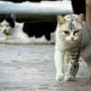 野良猫　保護しない方がいい