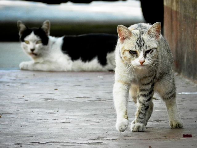 野良猫　保護しない方がいい