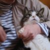 猫　爪切り　嫌がる　グッズ