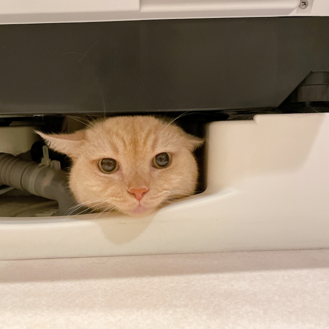 地震　猫　捕まえ方
