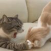 もちまる日記　やらせ　炎上