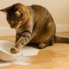 猫 水 入れ ひっくり返す 対策