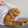 猫 洗濯 ネット おとなしく ならない