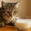 猫　牛乳　飲みたがる