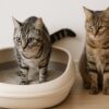 猫　多頭飼い　トイレ　共用