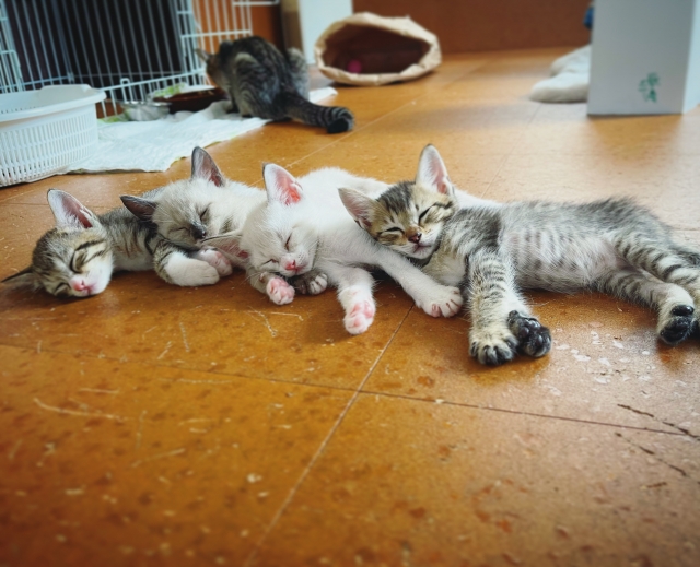 すしらーめんりくの子猫と同じような子を探す方法