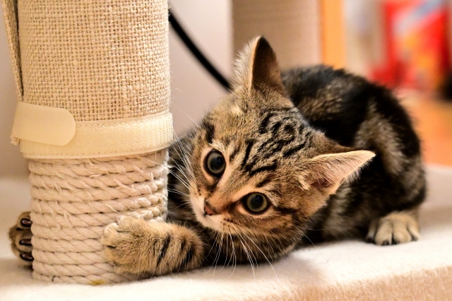 サバトラとキジトラの性格は？