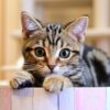 すしらーめんりく　子猫　種類　サバトラ キジトラ 中間