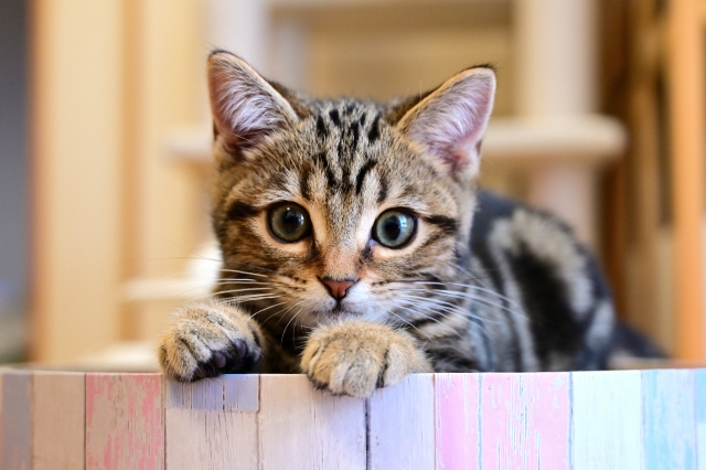 すしらーめんりく　子猫　種類　サバトラ キジトラ 中間