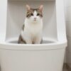 一人暮らし　猫　トイレ