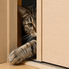 引き戸の隙間に前足を入れて開けようとする猫