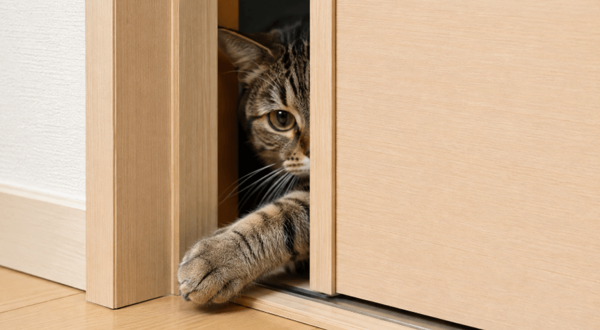引き戸の隙間に前足を入れて開けようとする猫
