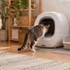 従来の猫トイレを残しながら新しい自動猫トイレに慣れる猫と見守る女性